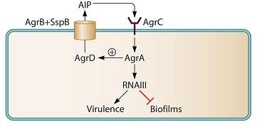 Bakteri hücre duvarı AIP ler için geçirgen değildir, Tanımlanmaları iki komponentli sensör transdüksyon sistemi ile (histidin kinaz) Fosforilasyon ile birlikte yanıt regülatörleri hedef geni uyararak