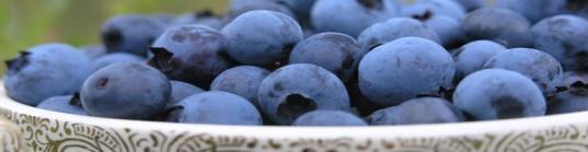 Organizma isim Yaban mersini (Blueberry) Kanola (Brassica napus) Lahana, fesleğen, kekik, biberiye, zerde, ve zencefil Çay (Camellia sinensis) Kimyon (Cinnamomum zeylanicum) QS inhibitörü madde Etki