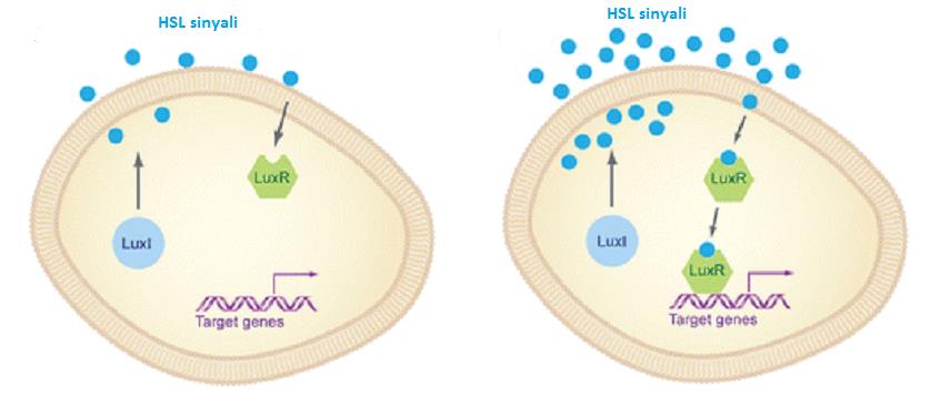 AHL molekülleri, AHL sentaz tarafından, yağ asit biyosentezi sonucu oluşan homoserin lakton halaksına S-adenosilmetyonin (SAM) den oluşan açil zincirinin eklenmesi ile oluşan nötral lipidlerdir.
