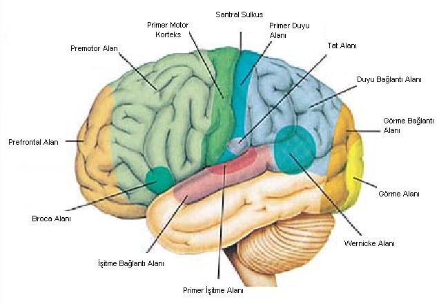 1) Broca alanı veya Brodmann alan 44.-45. Bölgesi: Posterior inferior frontal gyrusda yer alır.