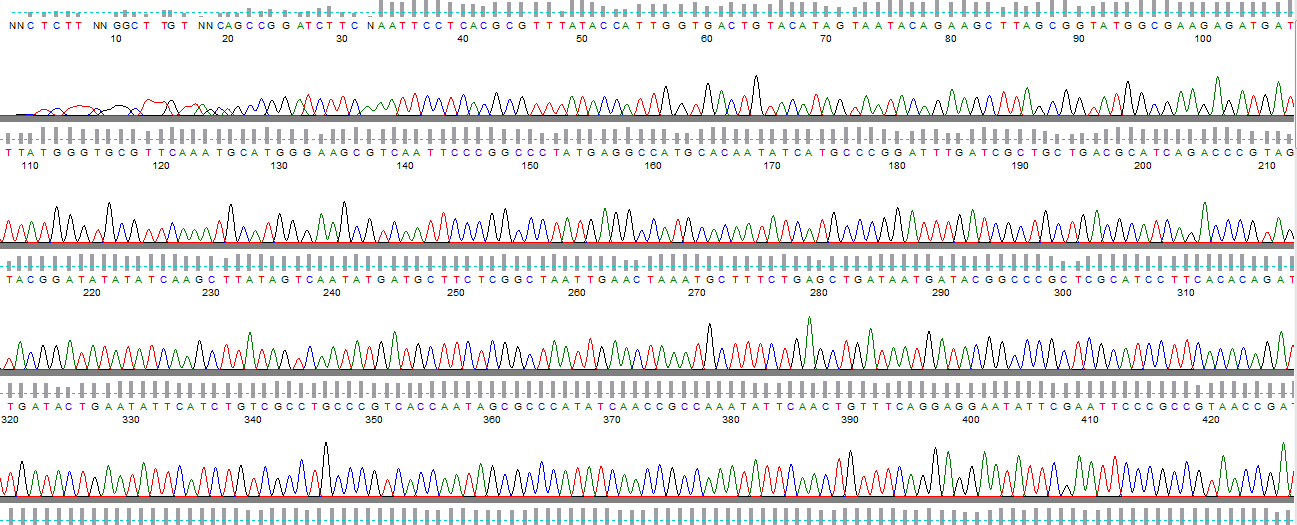 76 76 ġekil 4.6. ptolt-yhfe plasmid DNA