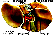 KARACİĞER: Karaciğer ağırlığı 2 kg. kadar vücudumuzun en büyük organıdır. Karın boşluğunun sağında yer alır. Üst kısmı kubbe şeklinde diyafram tarafındadır.