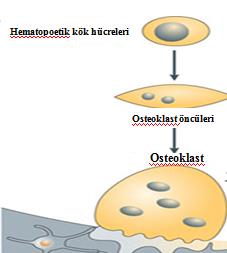 Hematopoetik monosit/makrofaj öncül hücrelerden osteoklastların farklılaşması osteoklastogenez olarak adlandırılmaktadır ve olgun