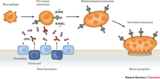 Makrofaj Pre-osteoklast Çok çekirdekli osteoklast Aktif osteoklast Sitokin Büyüme Faktörleri Hormonlar Osteoblast Osteosit