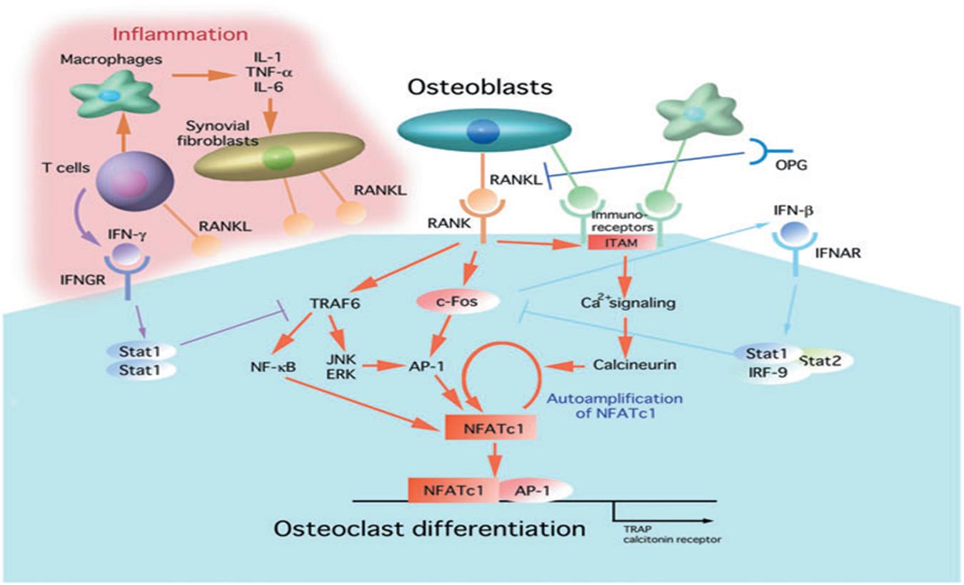 RANKL osteoblastlar dışında; Monosit, nötrofil, dendritik hücre, B ve T