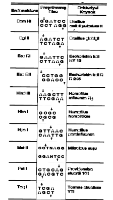 Restriksiyon enzimleri (kısıtlayıcı enzimler): DNA zincirlerini spesifik konumlarda kesen nükleazlardır; pekçok çeşidi vardır Nükleik asitleri parçalayan enzimler, fosfodiester bağını hidrolitik