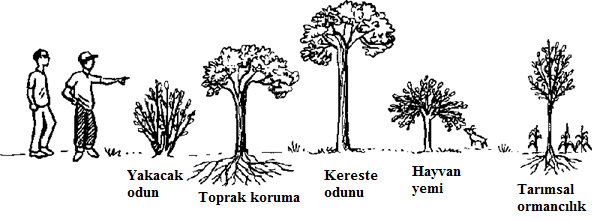 Hangi Türler Ağaçlandırma