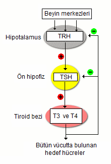 Bursa GVNTIP Laboratuvarı Tiroit hormonlarının sentezi ve salgılanması, hipofiz kaynaklı bir hormon olan TSH tarafından kontrol edilir.