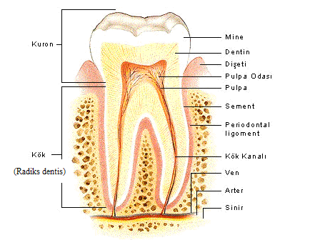 Corona dentis (korona dentis): Kron, taç. DiĢin görülen mine ile örtülü bölümü. Cervix dentis (serviks dentis): Boyun. DiĢin kök bölgesine geçiģ yeri. Radix dentis (radiks dentis): Kök.
