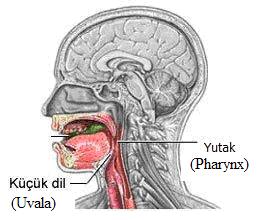 Pharynx (farenks): Yutak. Resim 1.2: Burnun bölümlerinden bir kısmı Resim 1.3: Yutak ve küçük dil Larynx (larinks): Gırtlak.