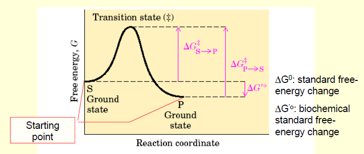 ENZİMLERİN KİNETİĞİ Geçiş durumu, enerji eğrisinin tepe noktası yani S veya P durumuna dönüşme olasılığının eşit olduğu bir noktadır Tepkimenin hızını Zemin durumları ile geçiş durumu arasındaki