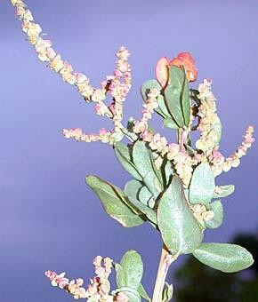 TUZÇALISI, KARAPAZI (Atriplex sp.) Önemli Türler Bu cins içerisinde 400 den fazla tür tanımlanmıştır. Dünyanın hemen hemen her yerinde Atriplex türlerine rastlanır, özellikle de A. nummularia, A.