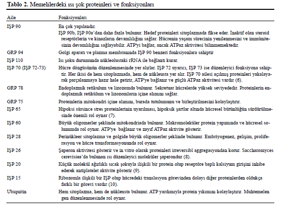 Sentezlenen protein zincirini oluşturan polipeptid zinciri ribozomun dar yapısı nedeniyle ribozomun içinde katlanamaz.