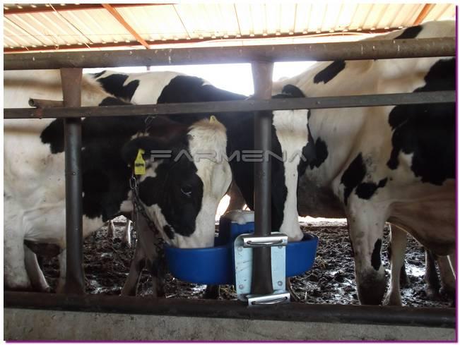 Sağmal İnek Bakım ve Besleme 11 Süt sığırları istedikleri her an