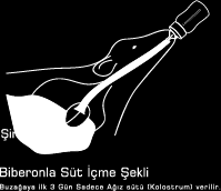 Buzağı Bakım ve Besleme 4 Normal bir buzağı doğumundan yarım saat sonra ayağa kalkar ve bir saat içerisinde annesini emmeye çalışır. Buzağı emmeden memeler uygun bir antiseptik ile temizlenmelidir.