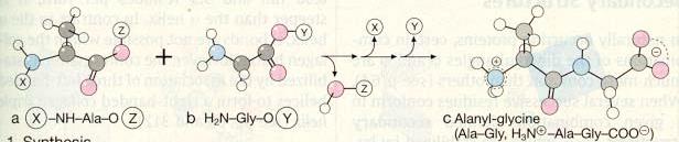 Peptit bağları Bir amino asidin α-karboksil karbonu ile bir