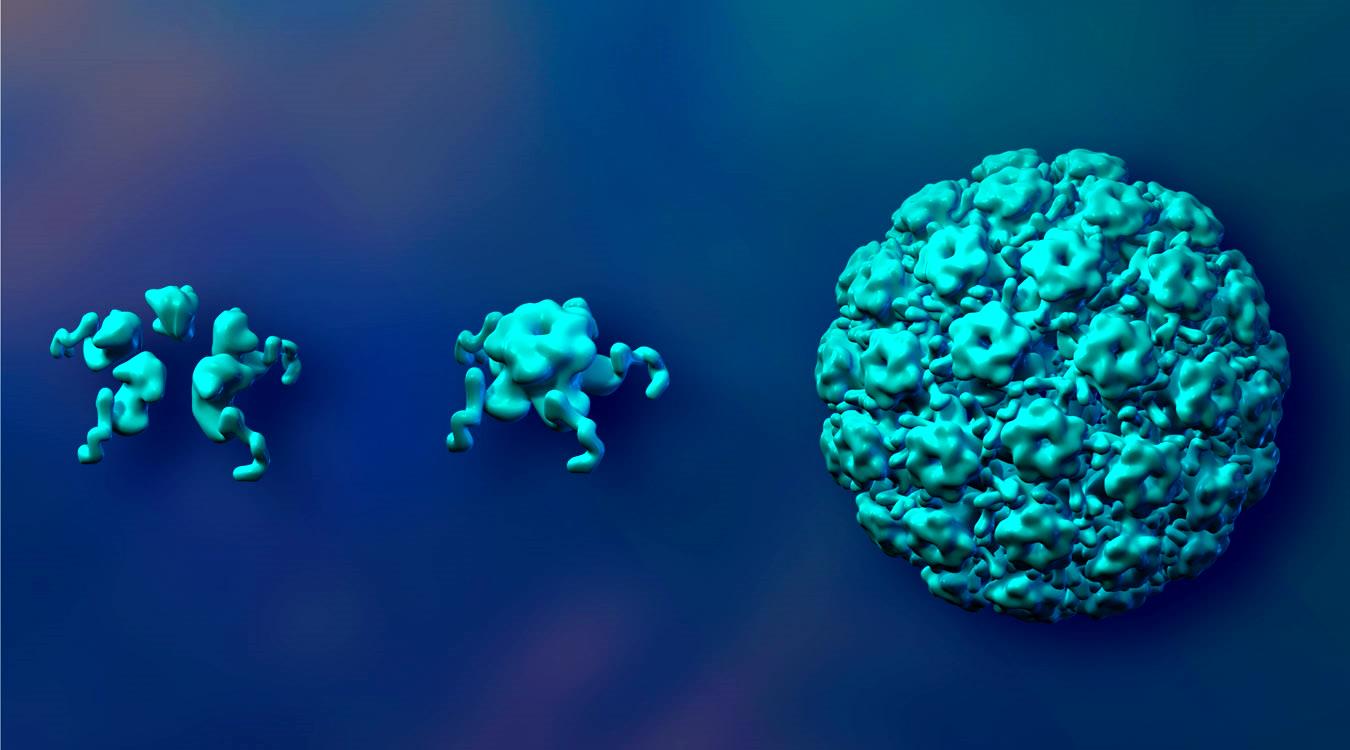 HPV L1 Proteini Spontan olarak Virus- Benzeri Partiküllere dönüşür