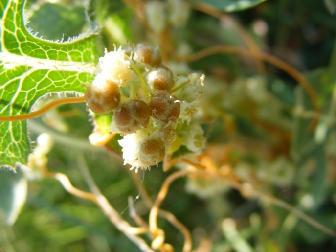 İstilacı Bitkiler Çalıştayı/Invasive Plants Workshop 22 Mayıs/May 2015 tohumdan çıkar. Tohumlarda embriyo iplik şeklinde görülmekte ve kotiledon taşımamaktadır.