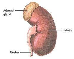 Androjen Kaynağı %5-10 ~%90 Androstenedion,