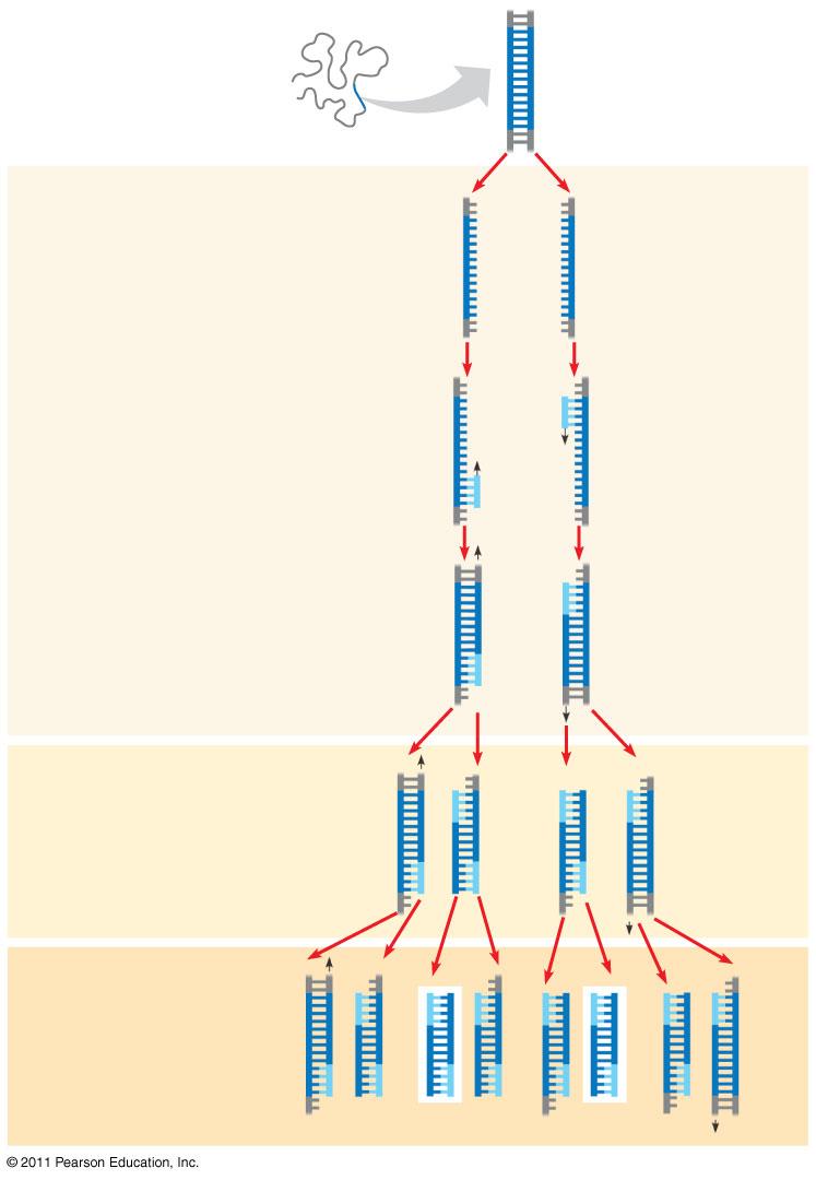 Polimeraz Zincir Reaksiyonu (Polymerase Chain