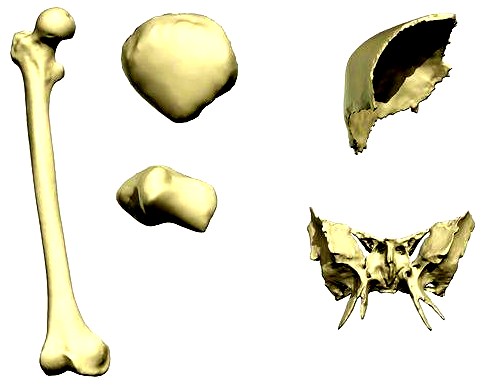Bu kemiklerde periost denilen kemik zarının altında sıkı kemik, ortada ise içerisinde kırmızı kemik iliği bulunan süngerimsi kemik doku yer alır.
