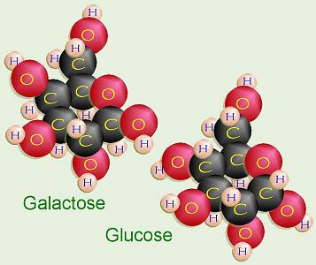 Glikozid Bağı Sukroz α- D-Glukoz β (1-2) D- Fruktoz Laktoz Sütte serbest halde ve az miktarda da daha büyük oligosakkaritlerin yapısında bulunur İndirgen bir şekerdir
