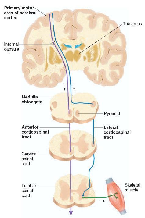 MEP İzole kortikospinal yolak: Anterior kolon