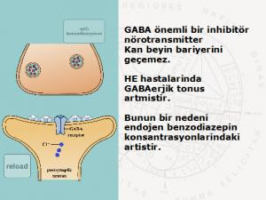 Gama amino bütirik asit (GABA) önemli bir inhibitör nörotransmitterdir Kan beyin bariyerini geçemez.