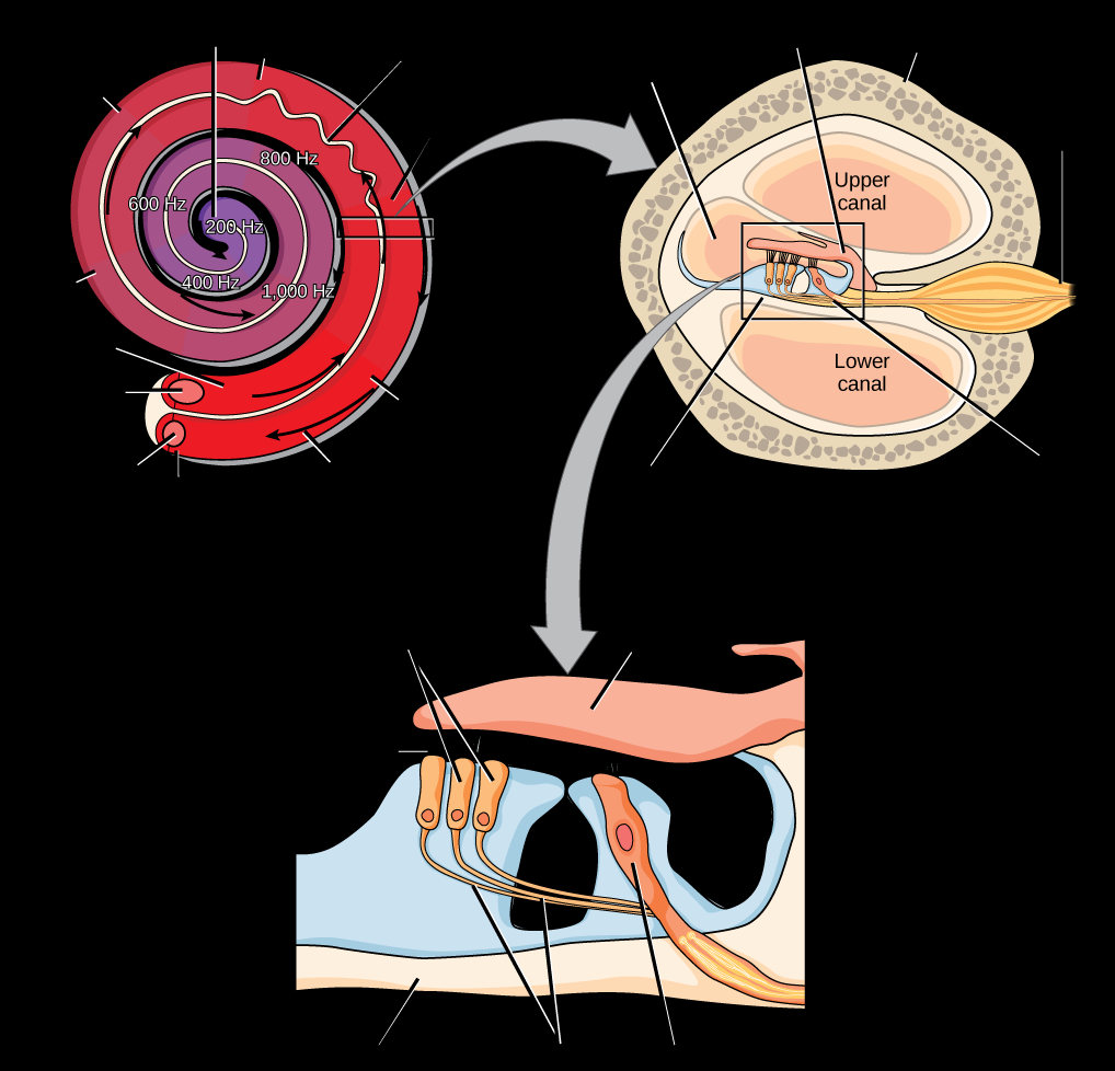 İç Ku Kohlear sıvıdaki dalgalanma, sesin frekansı ile baziler membranın sertliği ve kütlesi arasındaki ilişkinin bir sonucu olarak, o frekansa