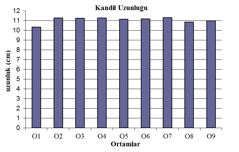 88 Başaklardaki kandillerin uzunlukları incelendiğinde; en yüksek KU değeri 11.30 cm ile O7 ortamında yetişen bitkilerden elde edilirken en kısa KU 10.