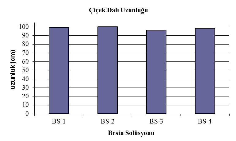 53 edilmiştir (Şekil 4.2). Francescangeli vd. (2007) de çalışmasında Ercolano çeşidini kullanmış ve kontrol bitki boylarını ortalama 64.4 cm olarak saptamıştır.