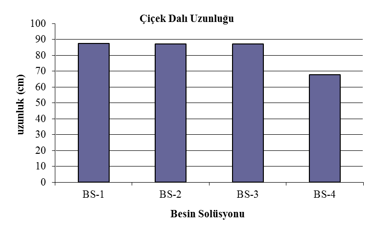 67 yüksek N dozu kullandığı uygulamalarında daha uzun çiçek dalları elde etmiştir. Çiçek dalı uzunluğu çeşitlere, yetiştirme koşullarına ve bitki beslemeye göre farklılık gösteren bir kriterdir.