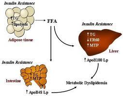 Metabolik sendrom- insülin direnci: tarifi: Reaven GM. Banting lecture 1988. Role of insulin resistance in human disease. Diabetes. 1988;37:1595 1607.