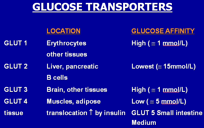 GLUT 1 ve 3 insüline bağlı olmayan, glukoz konsantrasyonuna bağlı