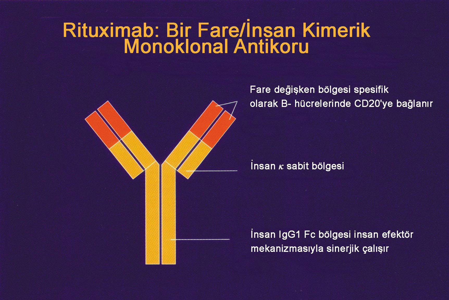 MABTHERA= RITUXIMAB CHIMERIC Human-Mouse IgG Antibody CD20 MOUSE Variable Regions Bind