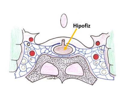 Örnek Örnek Endokrin Sistem (Systema Endocrinae) Bu hormonların fonksiyonları aşağıda verilmiştir: ACTH (Adrenokortikotropik hormon): ACTH, böbreküstü bezinin kortex bölümünden steroid hormonların