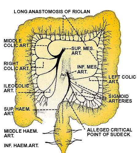 Şekil 3: Kolonun Arterleri 2.1.