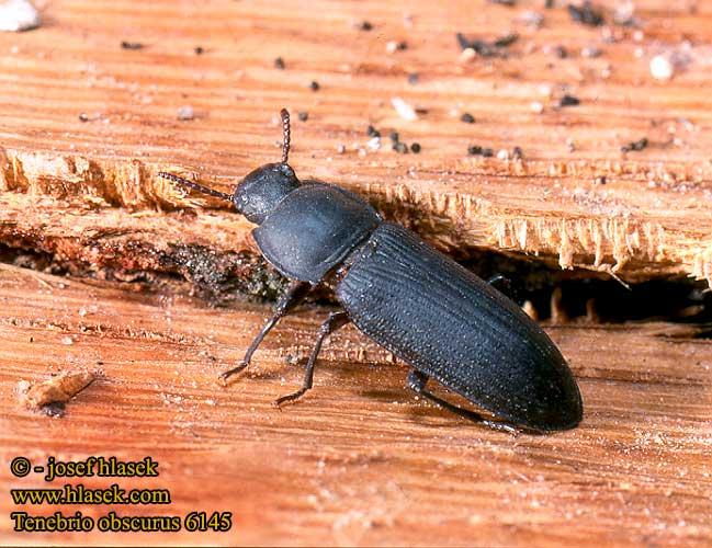 Un kurdu (Tenebrio moliter)-un sarı kurdu (Tenebrio obscurus) Coleoptera: Tenebrionidae T.moliter ergini, parlak koyu kahve veya siyah renklidir. T.obscurus ergini T.