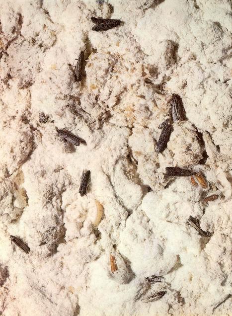 ZARARI Değirmen güvesinin larvaları zararlıdır. Larva, ipliksi salgılarla gıda maddelerini birbirine bağlayarak yığın haline getirir. Larvalar, yiyerek ürünü tüketirler.