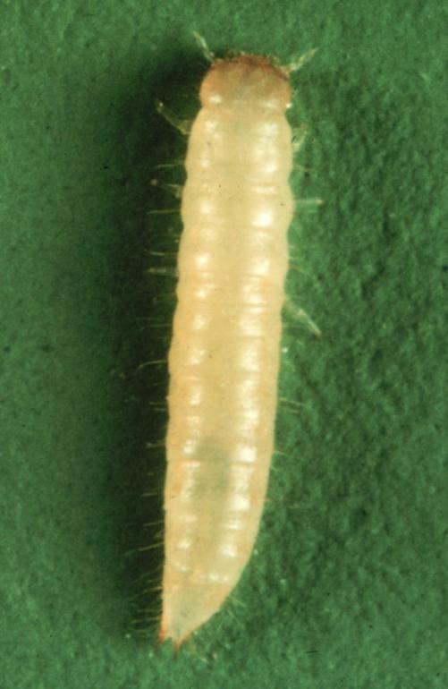 Pirinç kırma biti (Latheticus oryzae) Coleoptera: Tenebrionidae Ergin, parlak kırmızımsı kahve renklidir. Basık şekilli küçük böceklerdir. Antenler uca doğru genişlemiş durumdadır.