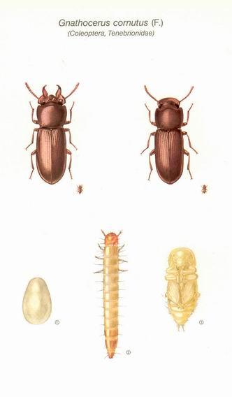 Boynuzlu böcek (Gnathocerus cornutus) Coleoptera: Tenebrionidae Ergin, parlak esmer veya kırmızımsı renklidir. Erkeklerde mandibula boynuz şeklindedir. Alnın iki yanında iki konik kabartı yer alır.