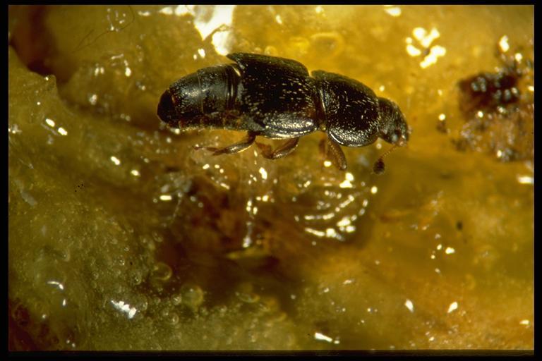 Ekşilik böcekleri(carpophilus hemipterus, C.bipustulatus, C.mutilatus, C.obseletus) Coleoptera: Nitidulidae Erginler, oval şekillidir. Kınkanatlar abdomeni tam örtmez.