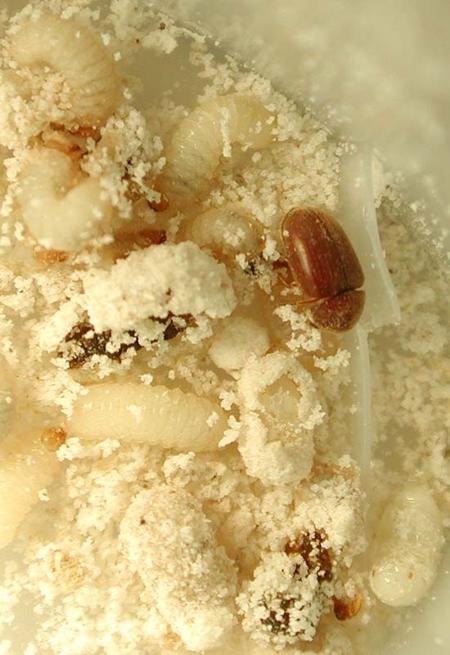 ZARARI Kuru tütündeki zararı ekonomik öneme sahiptir. Özellikle larva döneminde zarar yapar. Larvalar, işlenmiş tütünü delik deşik eder. Sigara ve purolarda da zararlıdır.