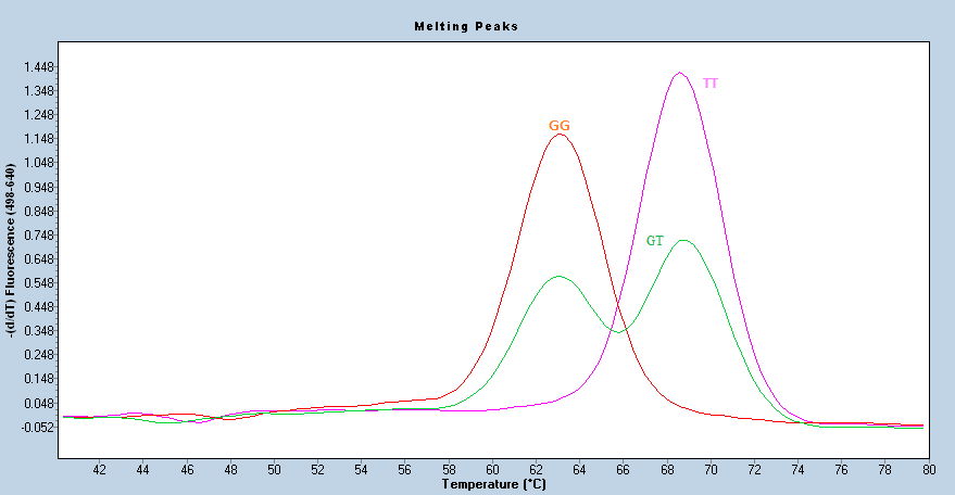 Şekil 3.1. enos T786C mutasyonuna ait Melting Curve analizi enos G894T mutasyonuna ait Melting Curve analiz görüntüleri ve değerlendirmeleri ise şekil 3.2 de verilmiştir. Şekil 3.