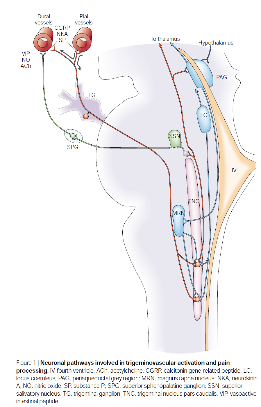 UyarMeningeal trigeminovasküler afferentlerin uyarılması TNC daki ikinci sıra dorsal horn nöronların ve üst servikal spinal kord divizyonunun aktive olmasına neden olmaktadır.