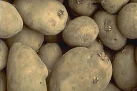 1: Patateste fizyolojik kusurlar Ham maddenin kalıtsal anormallikleri sonucu veya ürünün gelişme ve olgunlaşması sırasındaki