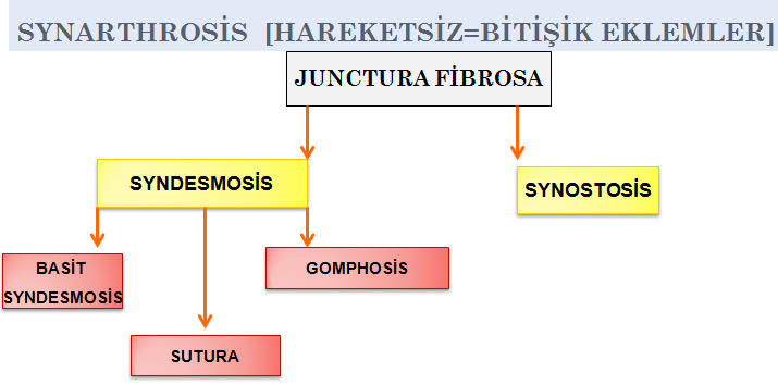 gövdeye yaklaşma (adduksiyon) ve gövdeden uzaklaşma (abduksiyon) hareketleri yapılır. Vücudumuzda üç eksen bulunur. Bunlar; sagittal eksen, vertikal eksen ve transvers eksen olarak adlandırılır.