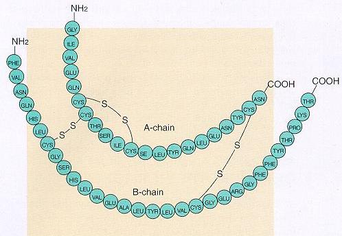 Protein ve Peptid Hormonlar Peptid Hormon : <100 amino asit Protein hormon : >100 amino asit ER da sentezlenir = preprohormon => prohormon => Golgi aygıtına taşınır