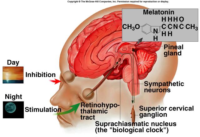 Bazal ön beyinde, thalamusa yakın yer almaktadır Hypothalamus un suprachiasmatic nucleus (SCN) aktivitesine yanıt olarak