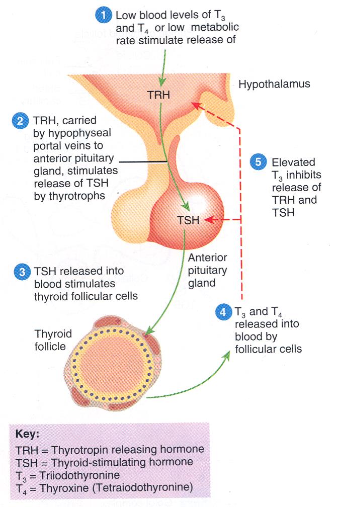 Tiroid Hormon T3 ve T4 uyarır ya da çevresel uyarılar Hypothalamus TRH Ön